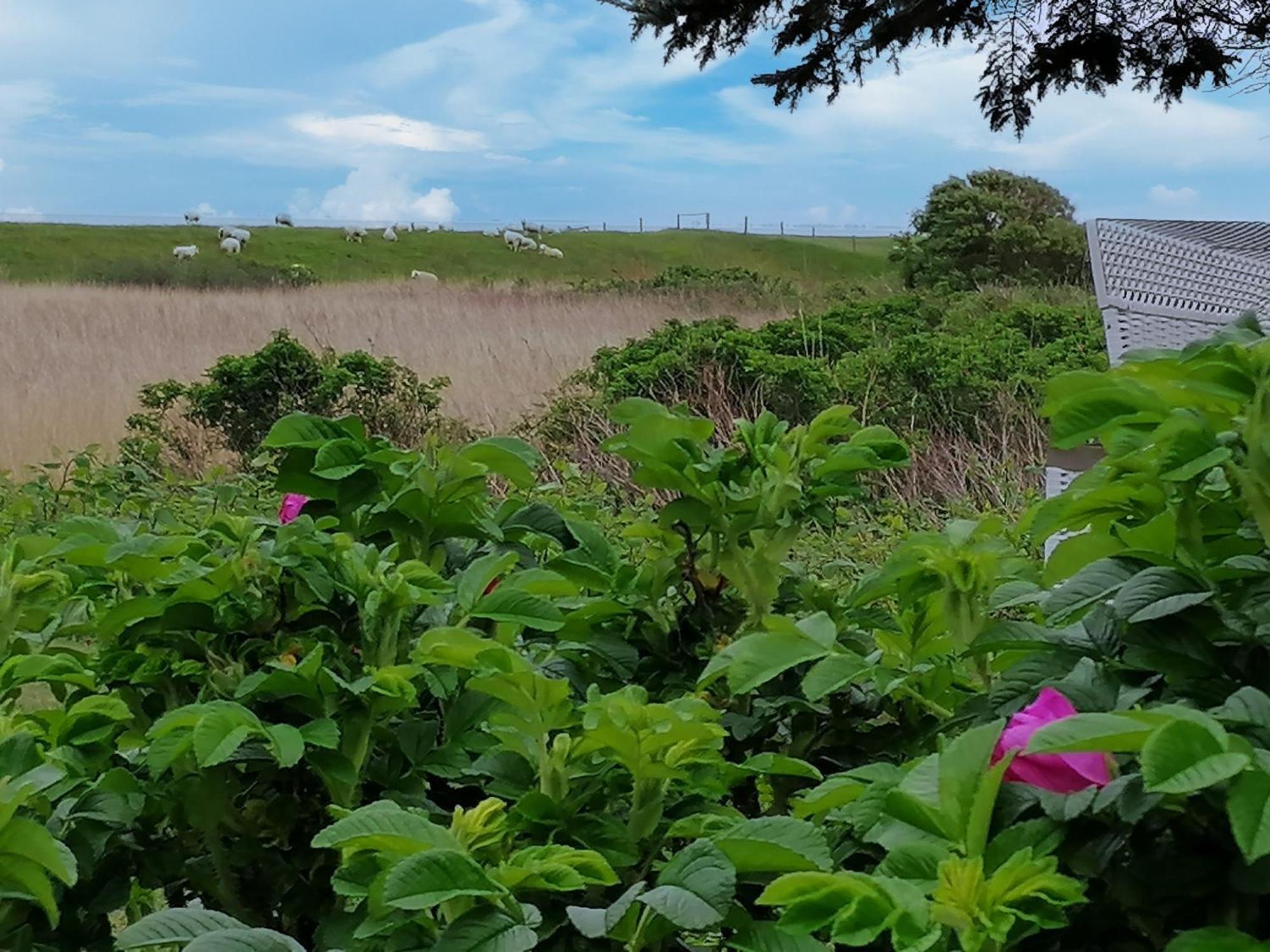 Ferienwohnungen Peters Sylt Bagian luar foto